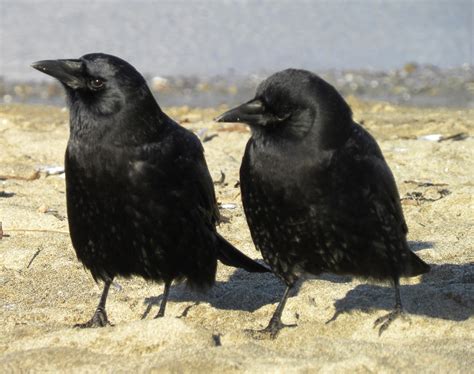 Collective Noun For A Group Of Crows Full Real Porn