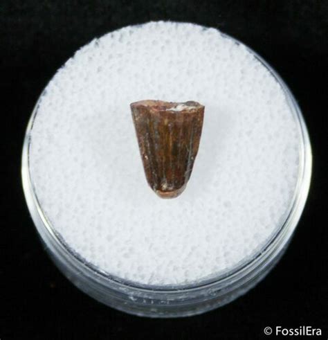 Small Fossil Crocodile Tooth Tegana Formation 2859 For Sale