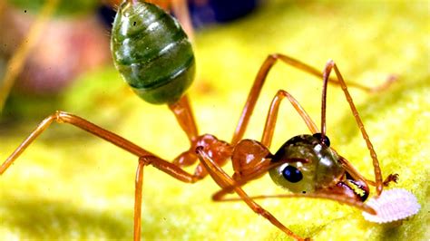 Incredible Edible Ants Youtube