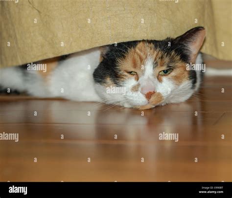 A Sleepy Calico Cat Peeks Out From Underneath A Gold Curtain Stock