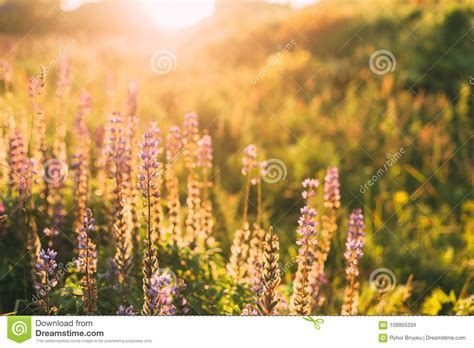 Wild Bloomy Flowers Lupine Lupinus Lupin In Sunset Sunrise Sunlight