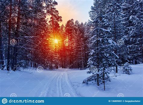 Ski Run In The Winter Sunny Forest Winter Snow Forest Trees Sunset