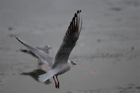 Seagull Soaring In The Sky Above A Beach Landscape Stock Image Image