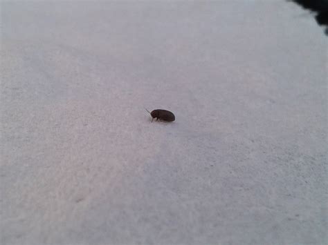 Little Black Beetle Bugs In House Uk Berna Freund