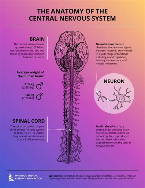 The Anatomy Of The Central Nervous System Venngage