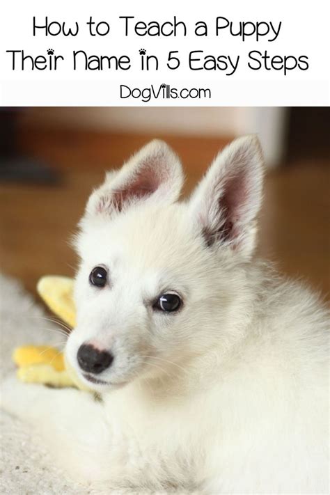 How To Teach A Puppy Their Name In 5 Easy Steps Dogvills Puppy