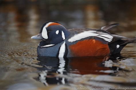 Harlequin Duck Photos By Ron Niebrugge