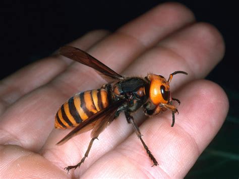 Giant Hornets Kill Dozens In China Warm Temps Might Be Cause Health