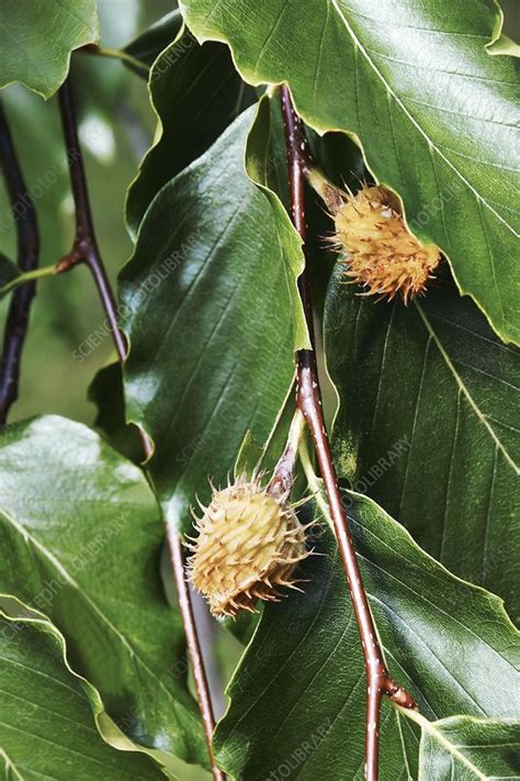 American Beech Fagus Grandifolia Stock Image C0480166 Science