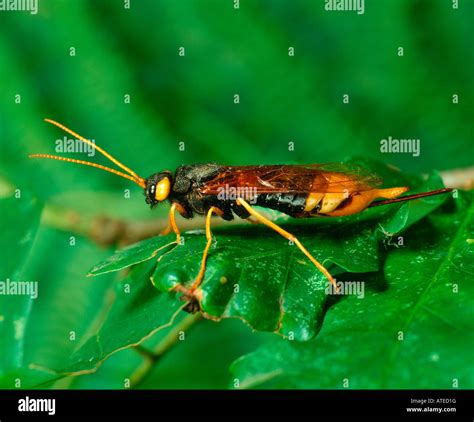 Greater Horntail Giant Wood Wasp Hi Res Stock Photography And Images