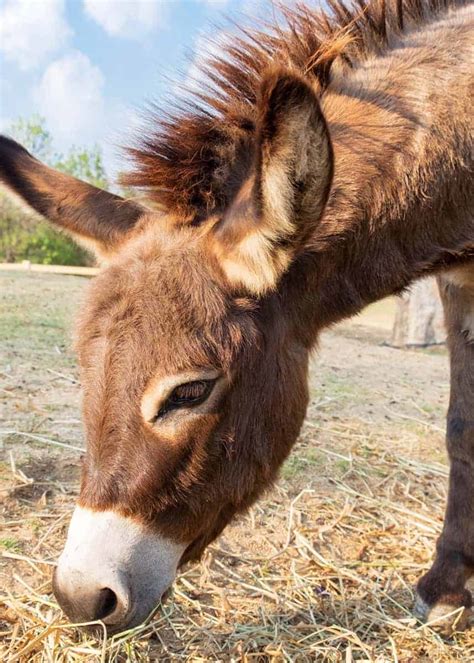 What Is A Miniature Donkey The Donkey Sanctuary Miniature