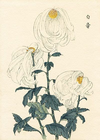 長谷川契華 Keika Hasegawa 『契花百菊 白竜』keika Hasegawa Chrysanthemum Wood Block