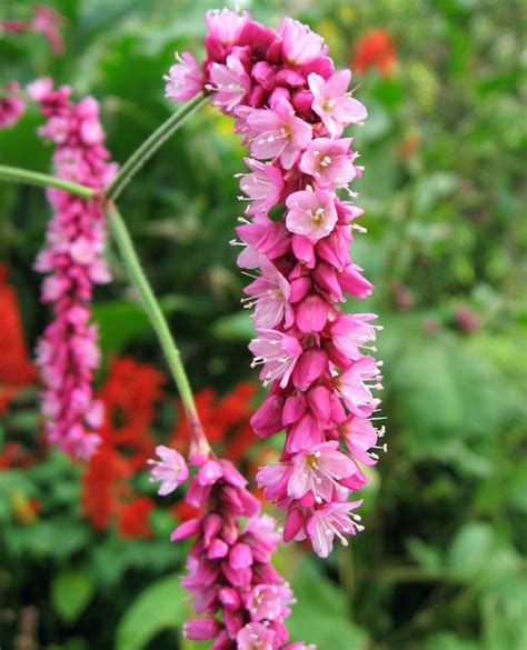 Pink Kiss Me Over The Garden Gate Persicaria Orientalis 25 Seeds