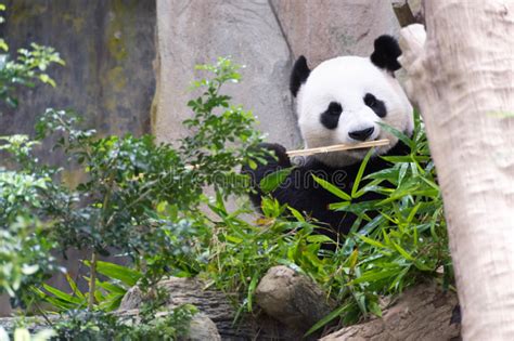 Cute Panda Bear Eating Stock Image Image Of Species 97809503