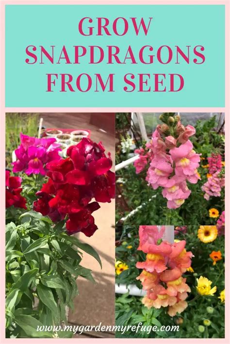 How To Grow Snapdragons From Seed In Texas Wellness Gardens