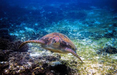 Sea Turtle In Tropical Seashore Tropical Sea Nature Of Exotic Island