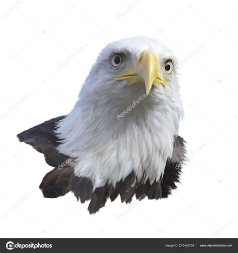 Portrait Bald Eagle Isolated White Background — Stock Photo © Svetas