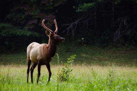 Free Images Wildlife Mammal Fauna Grassland Vertebrate Elk