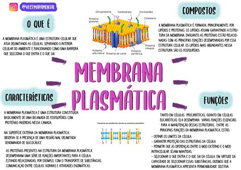 Mapa Mental Membrana Plasmatica Edupro
