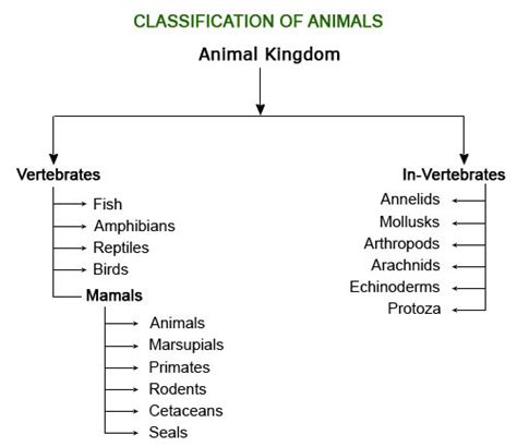Classification Of Animals Kingdom Animals Classification Chart