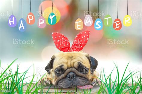 Happy Easter Pug Wearing Rabbit Ears Pastel Colorful Eggs Stock Photo