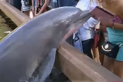 Dolphin Steals Womans Ipad
