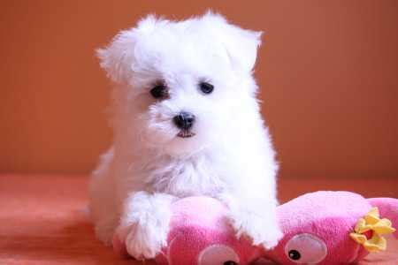 Little puppies that don't grow, poodle dog bush facts, how to teach dog walk without leash