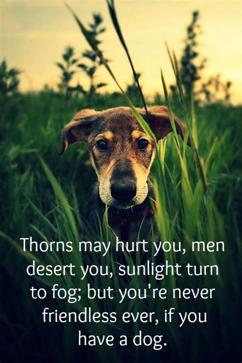 17 Beautiful Quotes About Dogs And Friendship Vitalcute