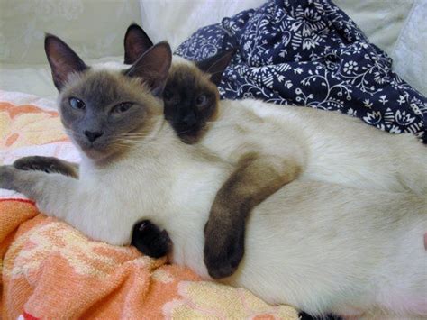 The lilac point siamese cat (or frost point siamese) is palest of pale. Blue point,seal point siamese | Siamese cats blue point ...