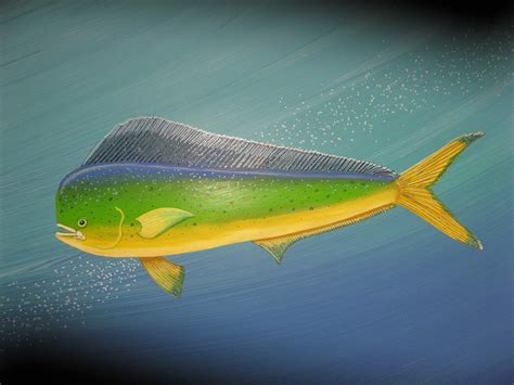 Mahi Mahi Painting Large Tropical Fish Colorful Fish Painting Etsy