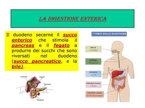 Ppt La Digestione Lassorbimento Lalimentazione Powerpoint