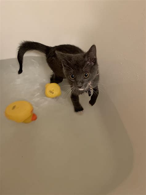 Rubber Ducky You’re The One You Make Bath Time Lots Of Fun R Kittens