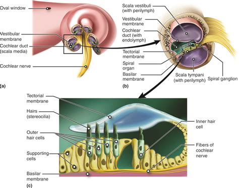 Hearing And Equilibrium Anatomy And Physiology Course Hero