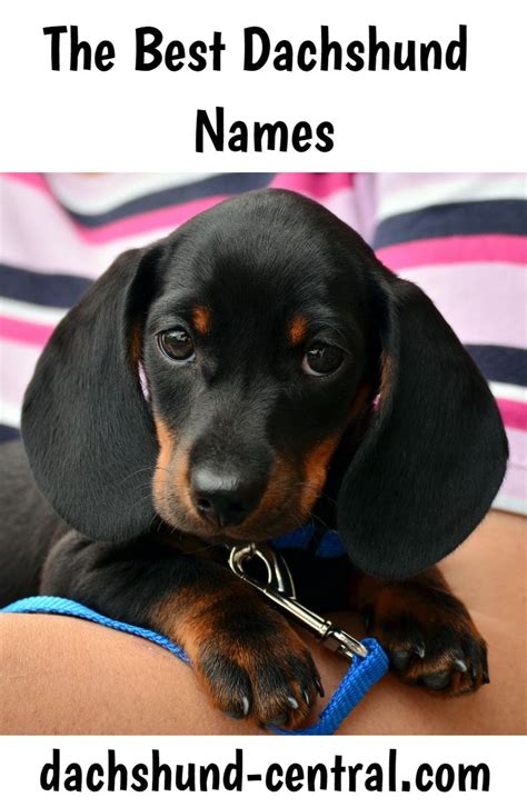 The Best Dachshund Names Dachshund Central Girl Dog Names Dog