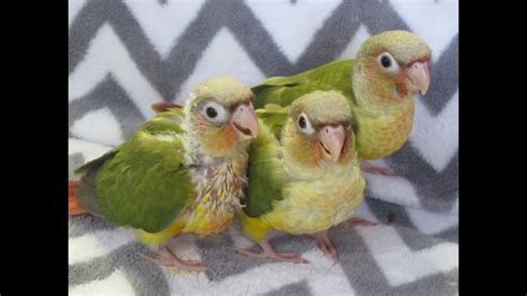 5 Week Old Baby Pineapple Green Cheek Conure Parrots Youtube