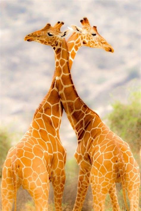Two Male Giraffe Fight Over The Right To Mate With A Female Standing Just Out Of Frame