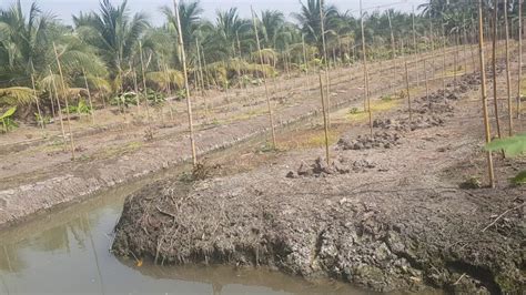 See full list on agrilifeextension.tamu.edu Preparing the Land for Planting: Long String Beans and ...