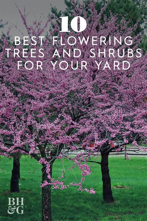 Trees With Pink Flowers In The Grass And Text Overlay Reads 10 Best