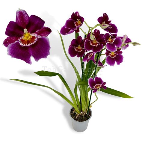 Red Miltoniopsis Hybrids 2 Spikes Large Flowers Toh Garden