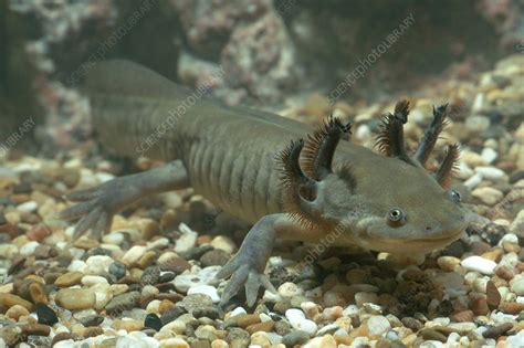 Tiger Salamander Larva Stock Image E Science Photo Library
