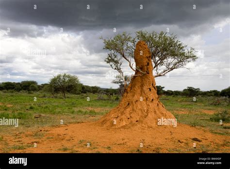 Termite Mound Built Around Tree Northern Namibia Stock Photo Alamy