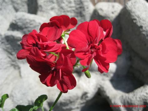 Plantfiles Pictures Ivy Geranium Ivy Leaf Geranium Sun Dance