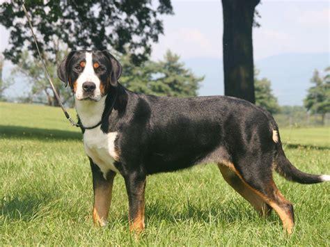 Shadetree Greater Swiss Mountain Dogs Greater Swiss Mountain Dog