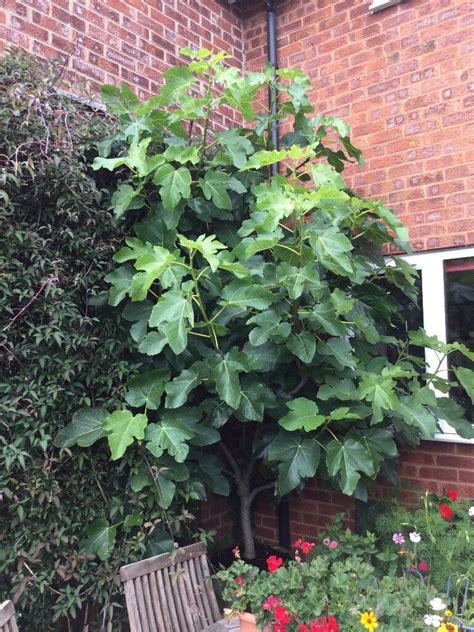 Fully Grown 10ft High Brown Turkey Fig Tree In Large Terracotta Pot