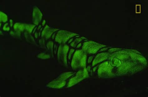 Neon Sharks Caught On Camera Glow Fish Shark Swell Shark