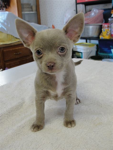 43 3 Pound Chihuahua For Sale Picture Bleumoonproductions