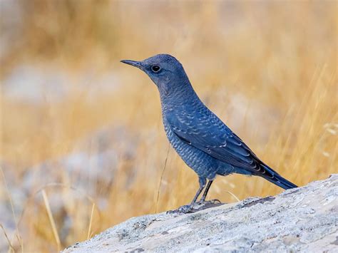 Blue Rock Thrush Bird Facts Monticola Solitarius Bird Fact
