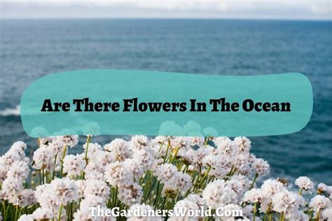 What Flowers Can You Find In The Ocean The Gardeners World