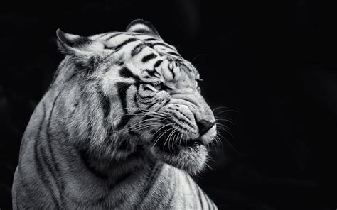 10 tiger hd wallpapers | 5k, 4k, uhd. cat, Albino, Animals, Tiger Wallpapers HD / Desktop and ...