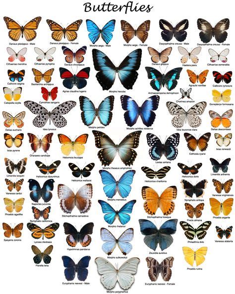 25 Bästa Beautiful Butterflies Idéerna På Pinterest Fjärilar Fjäril
